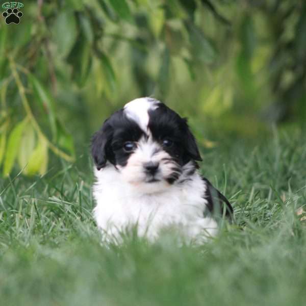 Cuba, Toy Poodle Mix Puppy